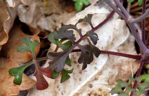 Cardamine monteluccii / Cardamine di Montelucci