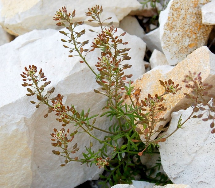 Fioriture magellensi   5