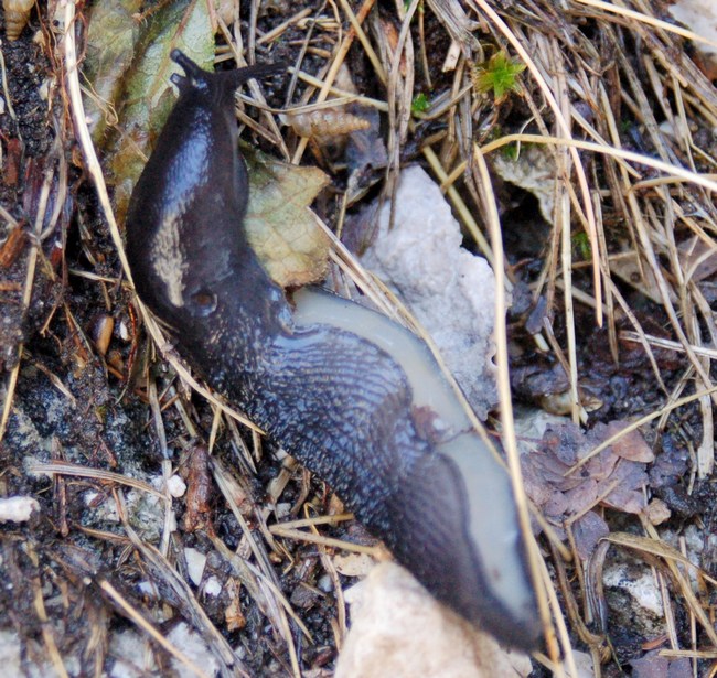 Limax brandstetteri Falkner 2008 dalla Majella