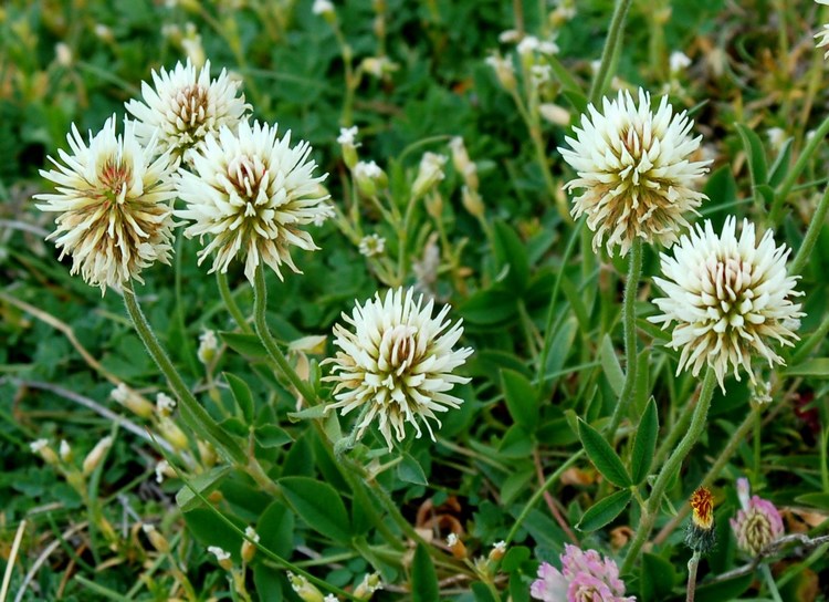 Fioriture magellensi  6