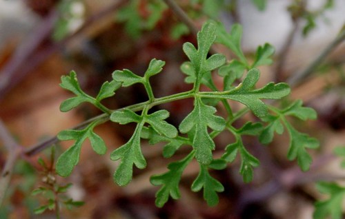 Cardamine monteluccii / Cardamine di Montelucci