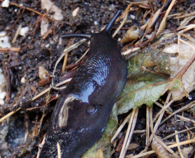 Limax brandstetteri Falkner 2008 dalla Majella