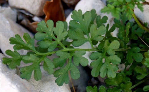 Cardamine monteluccii / Cardamine di Montelucci