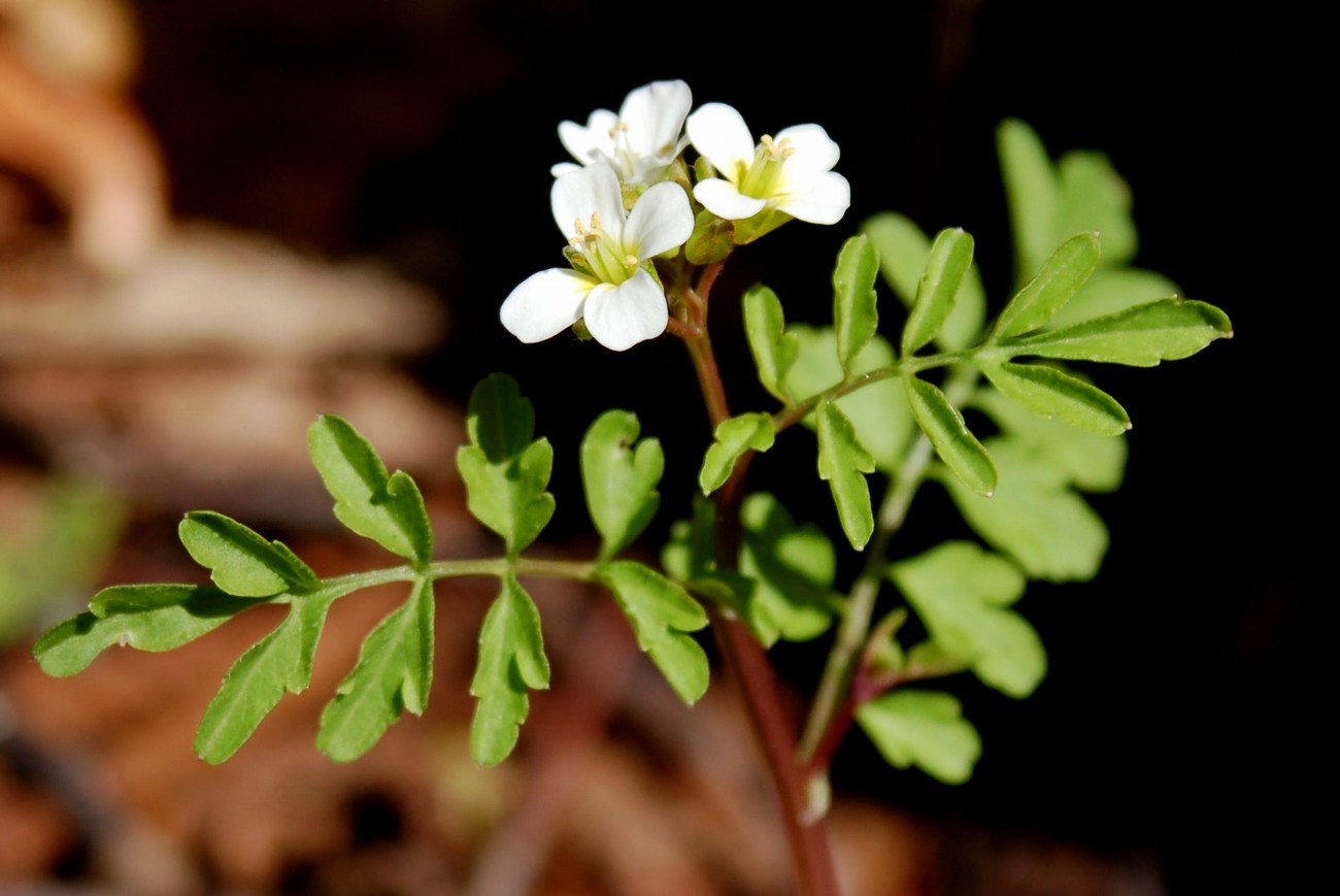 Fioriture magellensi   5