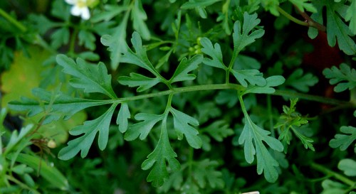 Cardamine monteluccii / Cardamine di Montelucci