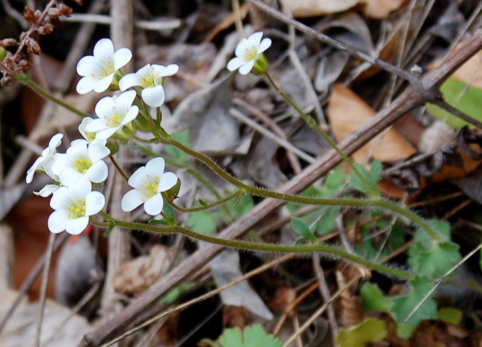 Fioriture magellensi   5