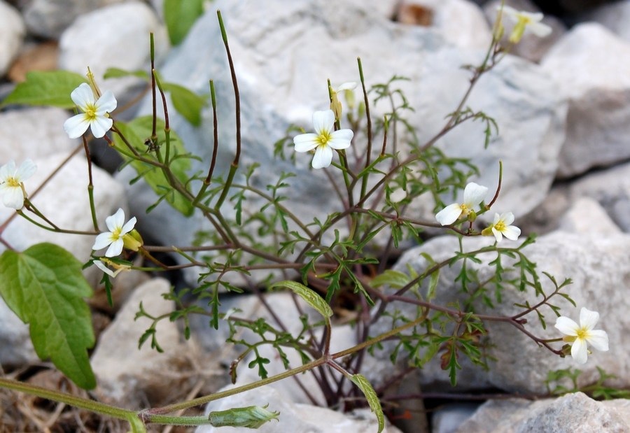 Cardamine monteluccii / Cardamine di Montelucci