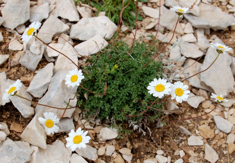 Fioriture magellensi  6