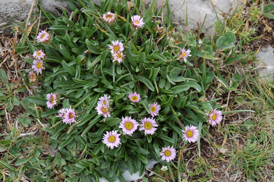 Erigeron epiroticus / Cespica dell''Epiro