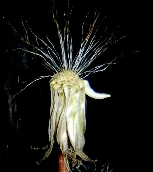 Crepis sancta / Radicchiella di Terrasanta