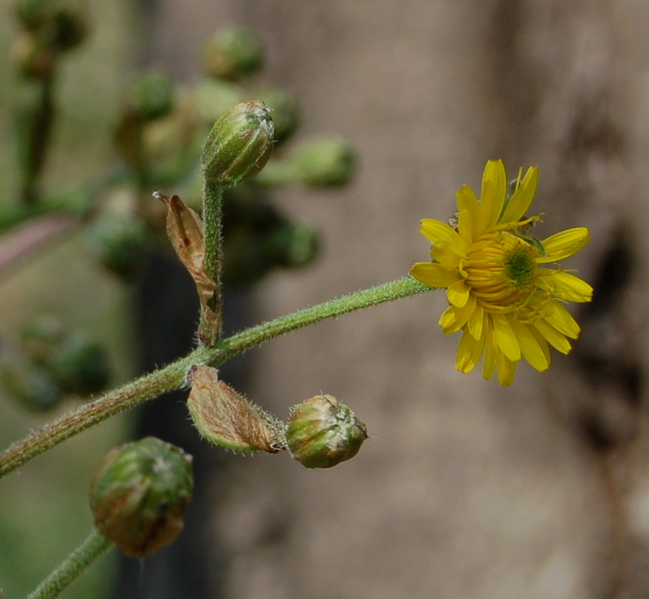 Crepis sancta / Radicchiella di Terrasanta