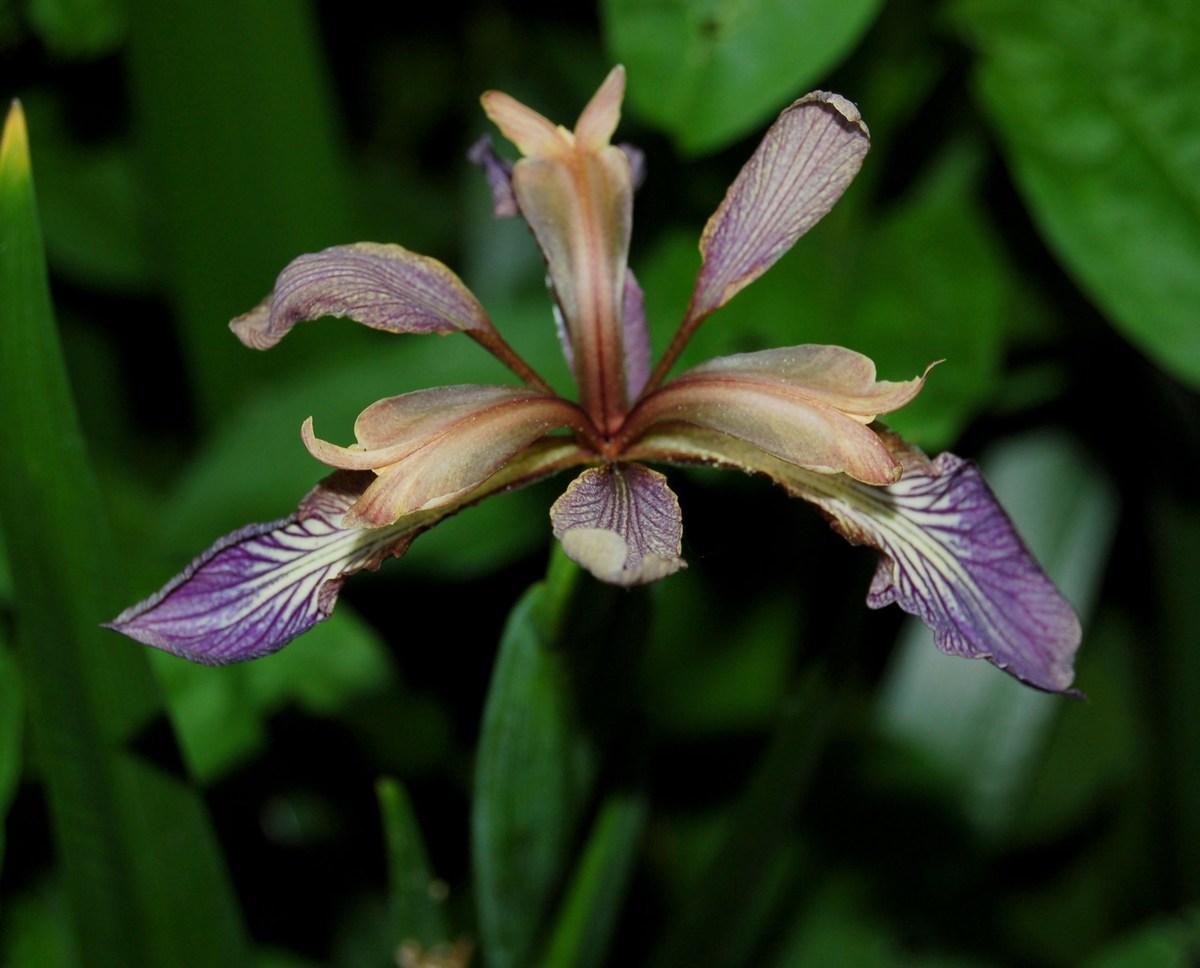 Chamaeiris foetidissima (=Iris foetidissima) / Giaggiolo puzzolente