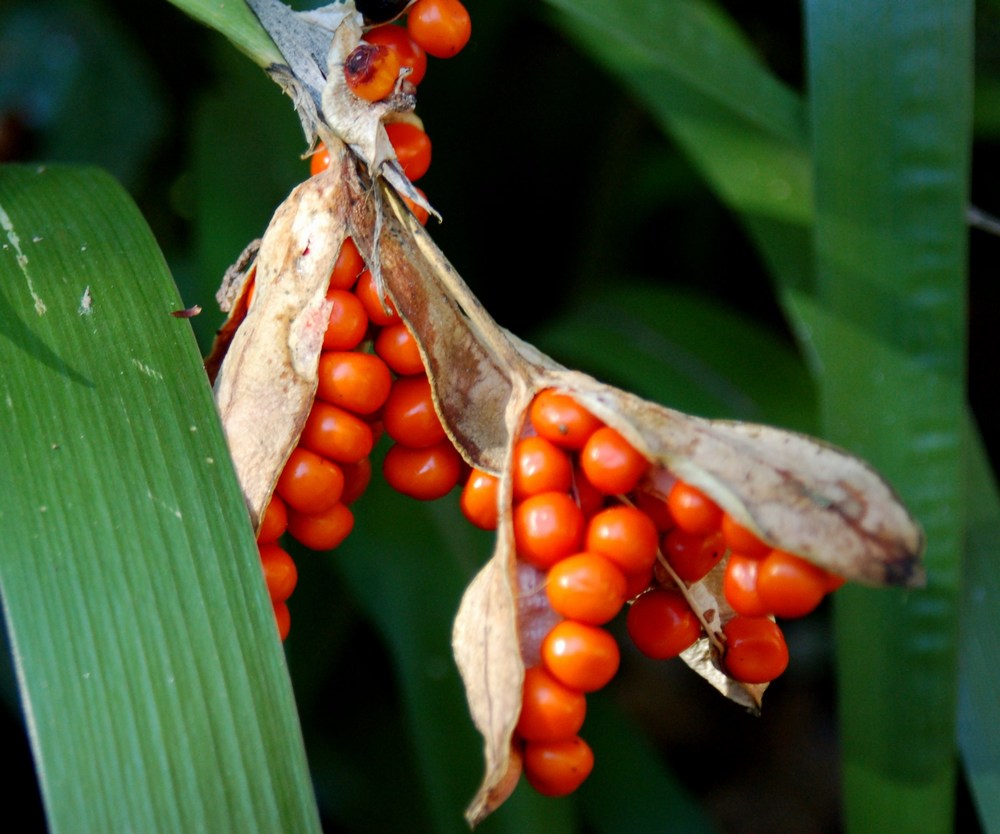 Chamaeiris foetidissima (=Iris foetidissima) / Giaggiolo puzzolente