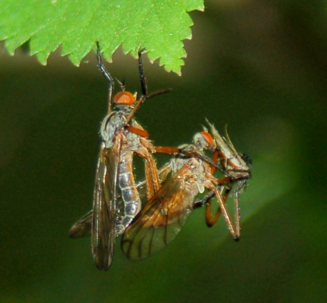 Galleria di insetti predatori e loro prede