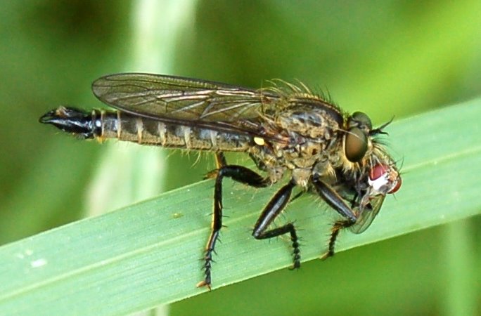 Galleria di insetti predatori e loro prede