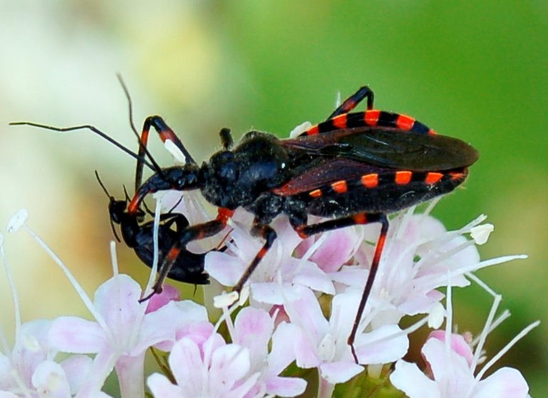 Galleria di insetti predatori e loro prede