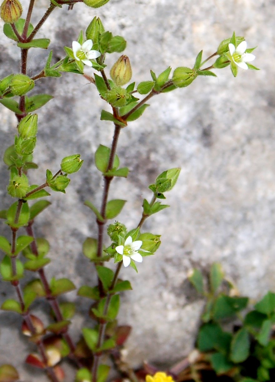 mini Stellaria? no, Arenaria sp.