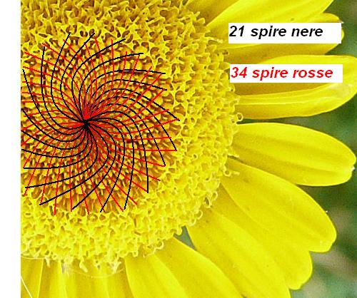 un altro fiore giallo, molto simmetrico - Cota tinctoria