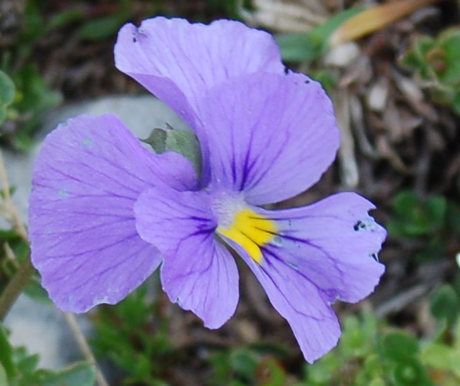 Viola magellensis e Viola eugeniae a confronto