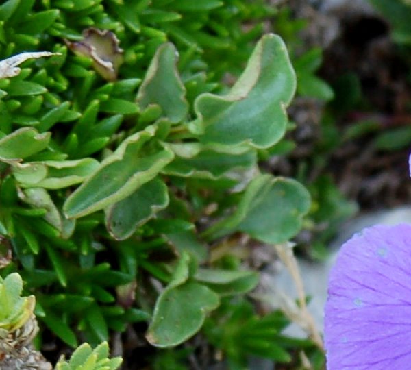 Viola magellensis e Viola eugeniae a confronto