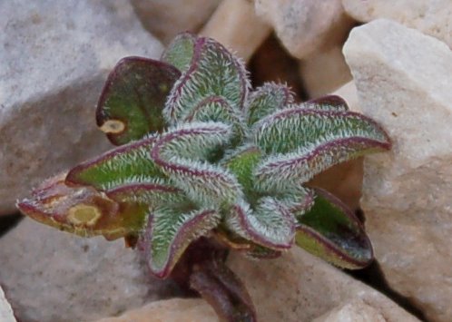 Viola magellensis e Viola eugeniae a confronto