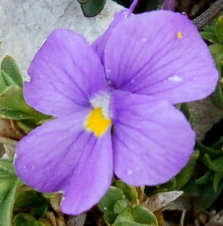 Viola magellensis e Viola eugeniae a confronto
