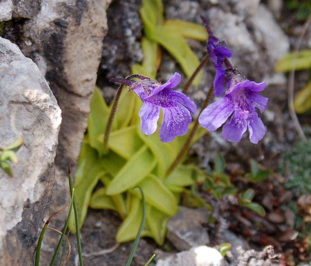 Pinguicula fiorii