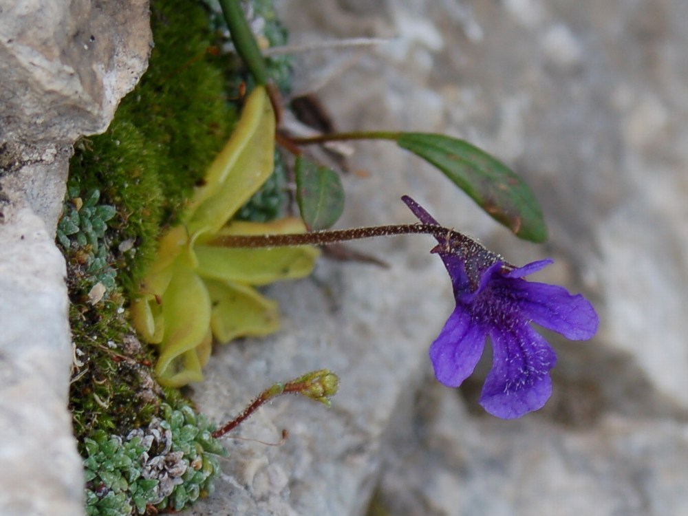 Pinguicula fiorii