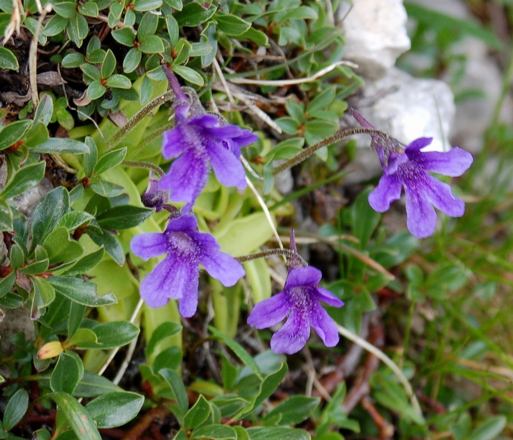 Pinguicula fiorii