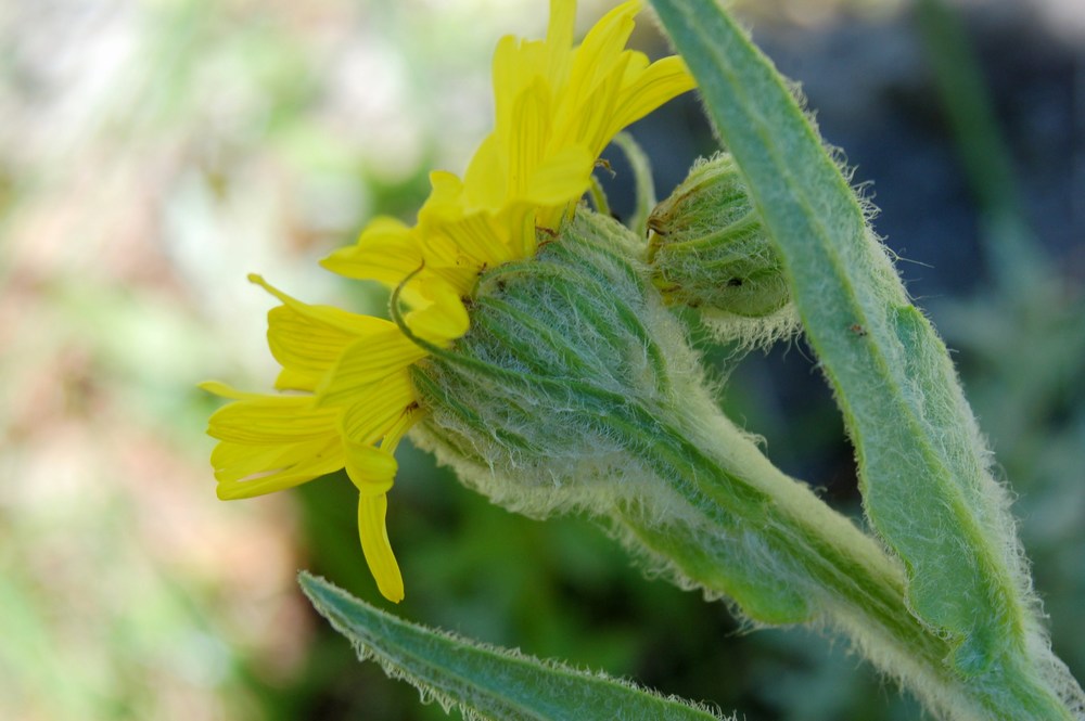 Senecio doronicum, S. scopolii e Tephroseris integrifolia subsp. capitata