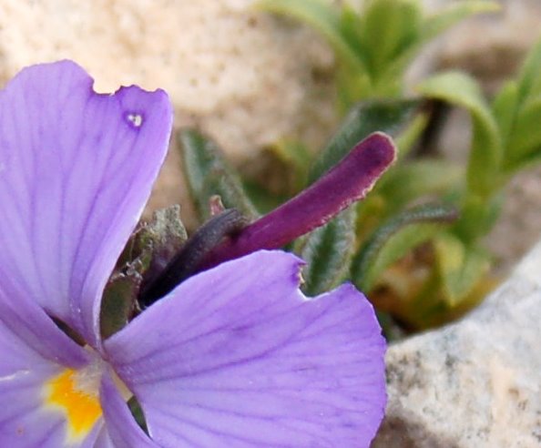 Viola magellensis e Viola eugeniae a confronto