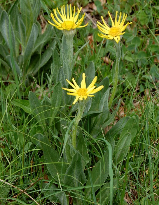 Senecio doronicum, S. scopolii e Tephroseris integrifolia subsp. capitata