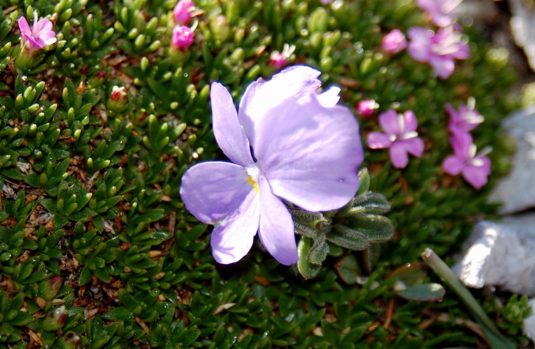 Viola magellensis e Viola eugeniae a confronto