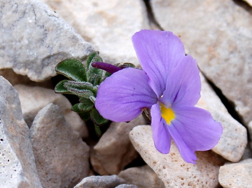 Viola magellensis e Viola eugeniae a confronto