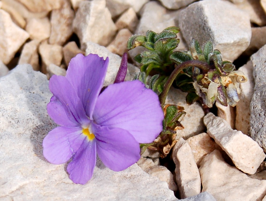 Viola magellensis e Viola eugeniae a confronto