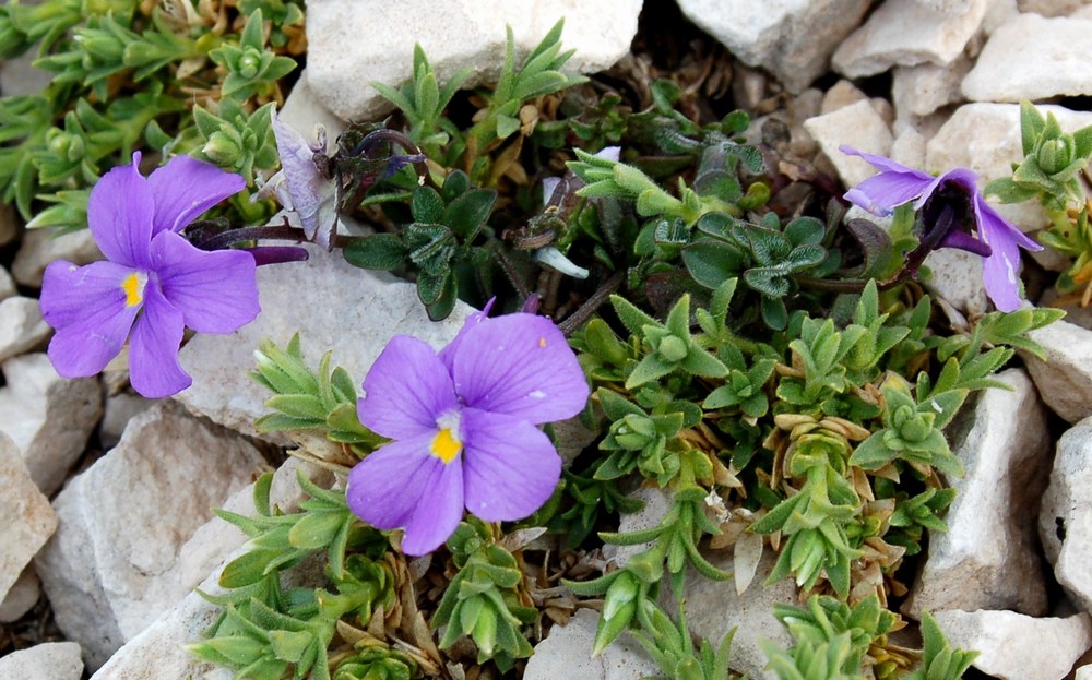 Viola magellensis e Viola eugeniae a confronto