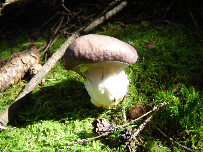 Un fungo che mi ha incuriosito (Gomphidius glutinosus)