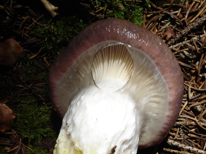 Un fungo che mi ha incuriosito (Gomphidius glutinosus)