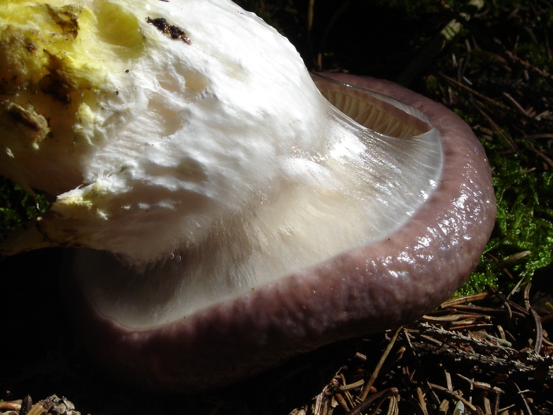 Un fungo che mi ha incuriosito (Gomphidius glutinosus)