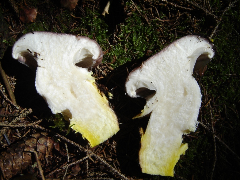 Un fungo che mi ha incuriosito (Gomphidius glutinosus)