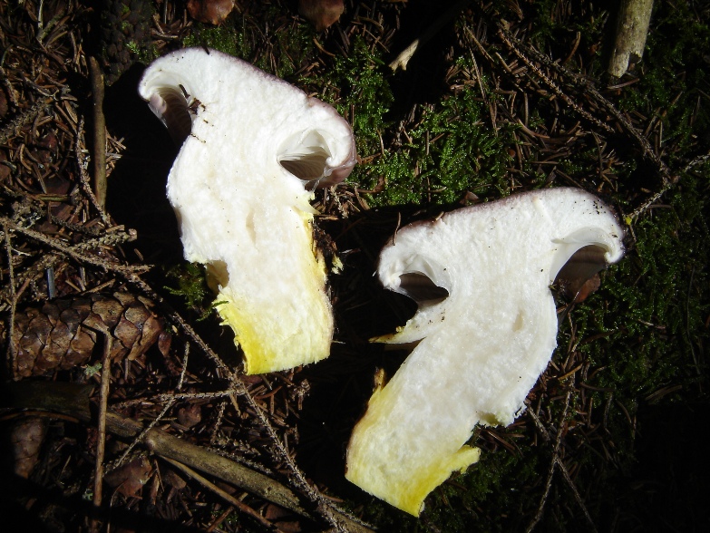 Un fungo che mi ha incuriosito (Gomphidius glutinosus)