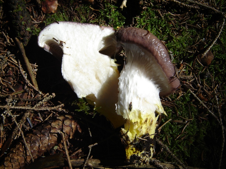 Un fungo che mi ha incuriosito (Gomphidius glutinosus)