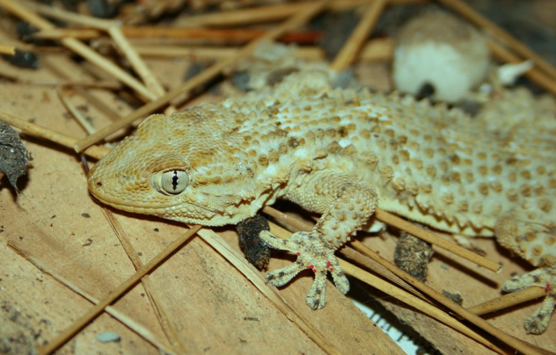 geko