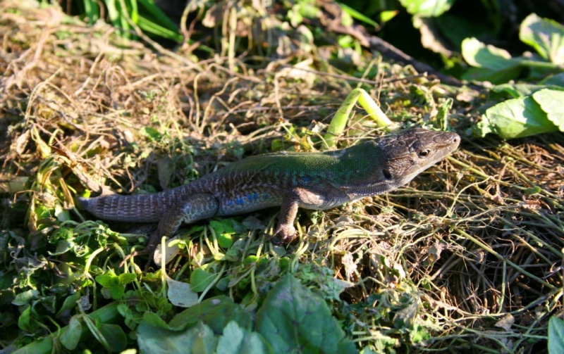 Lucertola campestre (Podarcis sicula)