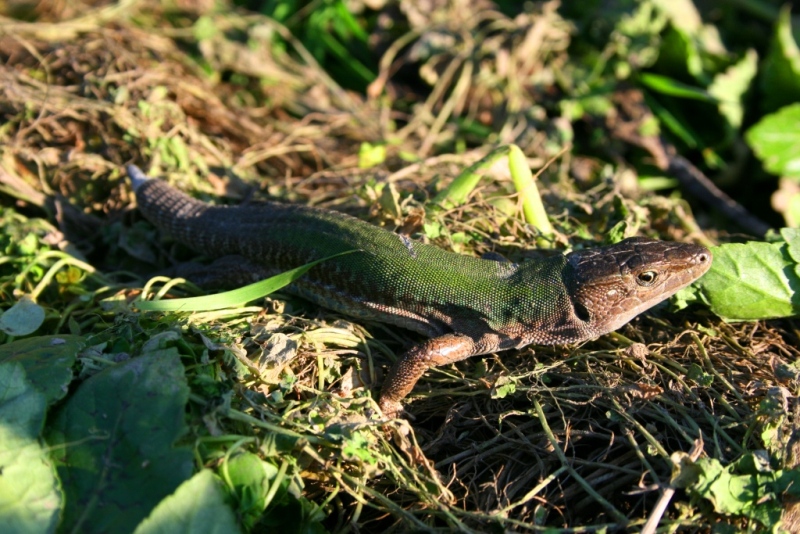 Lucertola campestre (Podarcis sicula)
