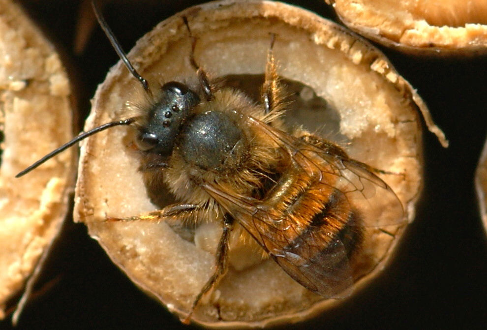 Apidae Megachilinae: maschio di Osmia bicornis (= rufa)