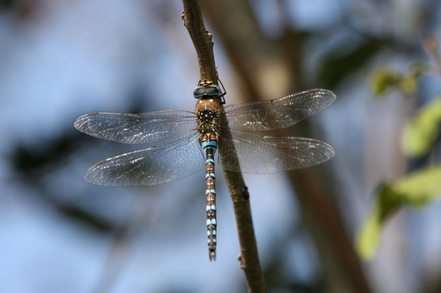 Identificazione Aeshna - Aeshna mixta