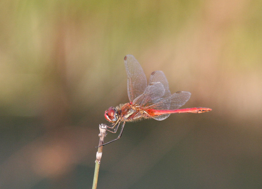Sympetrum da identificare
