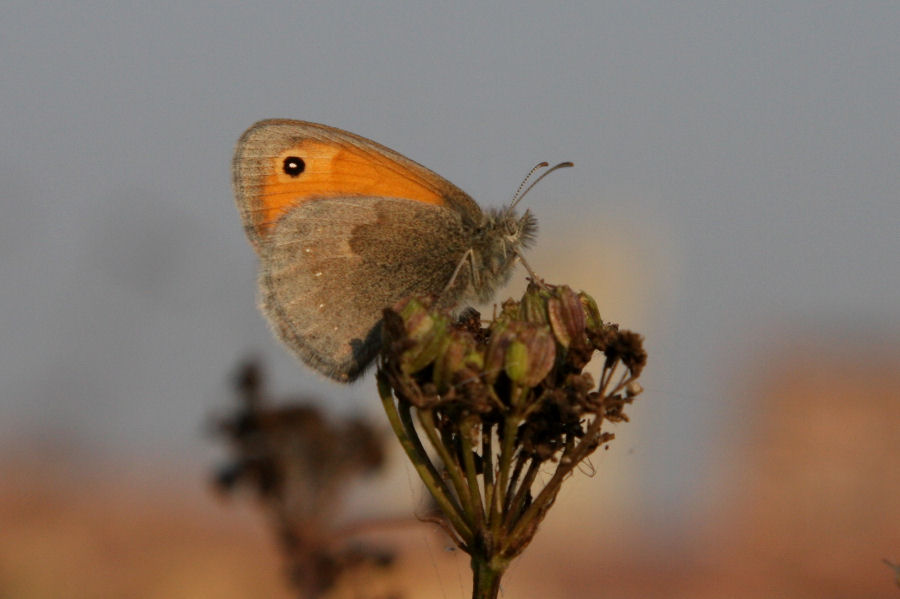 coenonympha pamphilus