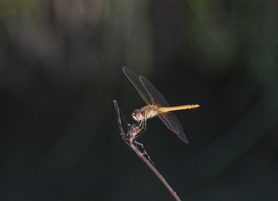 Sympetrum da identificare